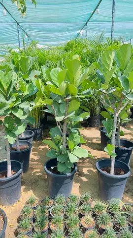 Potted Fiddle Leaf Fig (Ficus lyrata) - Healthy Indoor/Outdoor Plants