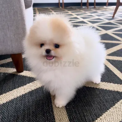 Adorable Pomeranian Puppy Ready for Adoption.