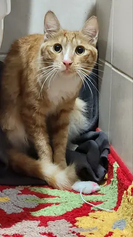 cat for adoption