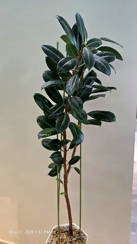 Large Rubber Plant (Ficus Elastica) - Healthy Indoor Tree on Decorative Pot