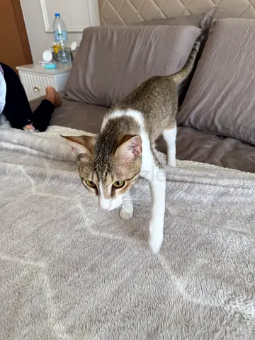 Young domestic shorthair cat - friendly, needs new home. Comes with all accessories.
