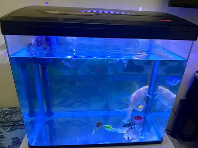 Fish Aquarium