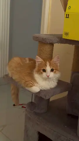 Adoption for Male kitten PERSIAN BREED