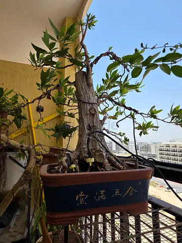 Bonsai tree
