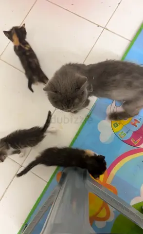 Mother cat with three playful kittens - ready for new homes / الام مع عيالها للتبني
