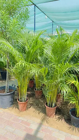Areca Palm (Dypsis lutescens) potted indoor/outdoor plants - healthy bunch