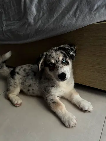 Horgi puppy, 3 months Male