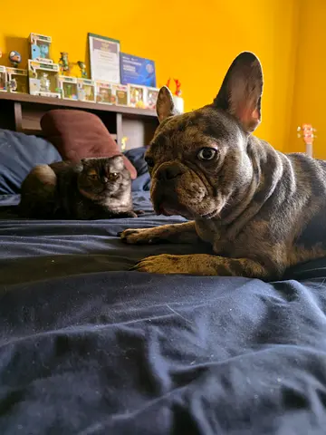 Mixed French Bulldog ready for new home