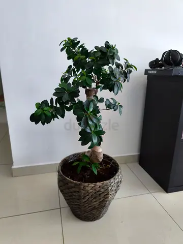 Indoor potted bonsai-style Ficus - 90 cm height