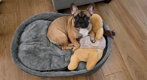 Adorable Fawn French Bulldog - Latte