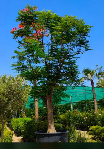 We have all kind of palm with fixing and delivery different size and price 1 m with fixing and 750