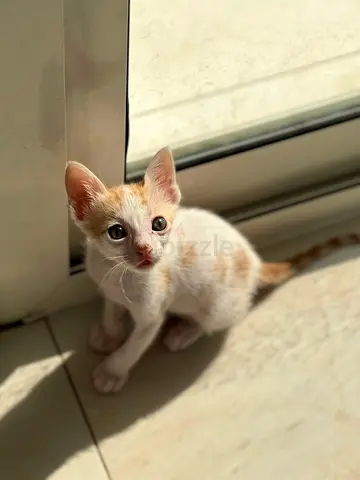 1month kitten for free with its accessories