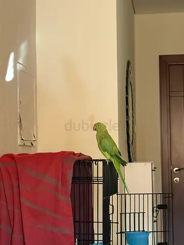 Bird