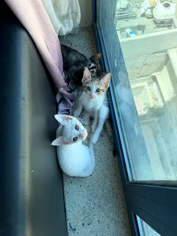 Trained kittens 2 months old for free adoption