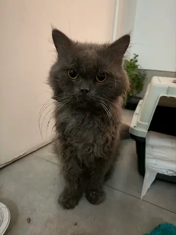 Sweet Grey RESCUED Cat for Urgent Adoption