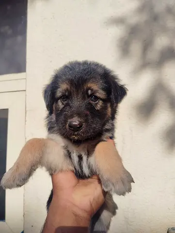 Germen shepherd puppy