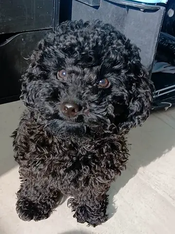 Female toy poodle
