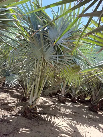 Bismarkia palm trees for Sale