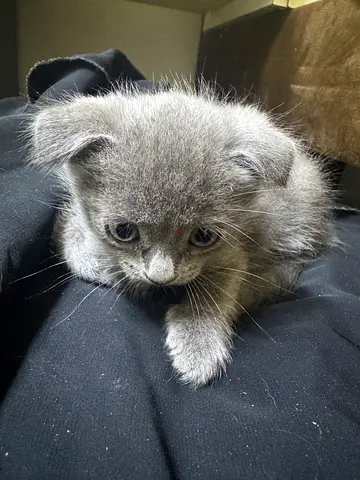Scottish Fold  kitten