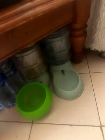 Cat accessories