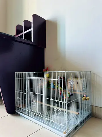 Lovely Lovebirds