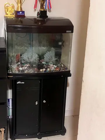 Complete Glass Aquarium with Stand and Hood - Good Condition