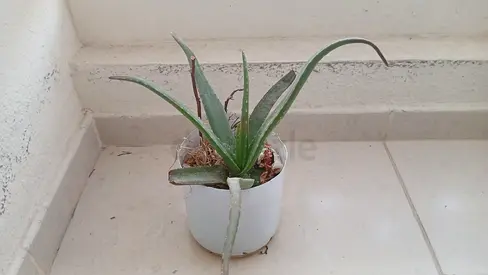 Small Aloe Vera Plant in Pot - Healthy Indoor Succulent