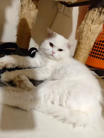 Sherazi 2 males 1 female free for adoption