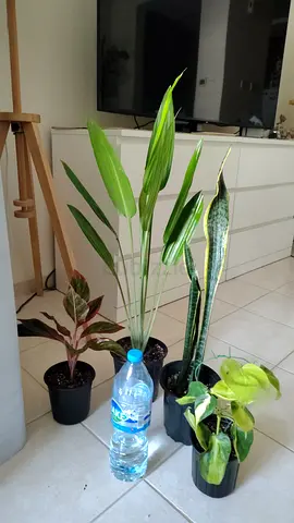 Take all 4 easy to take care  indoor plants 80 dhs only     Collect at Discovery gardens  Street 11