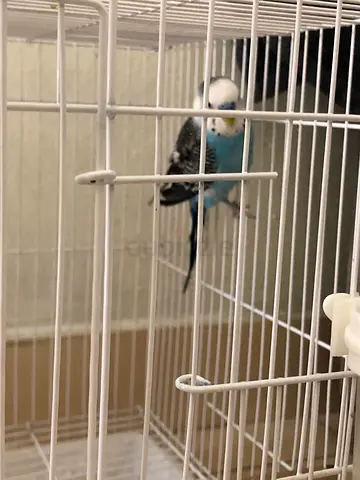 Blue budgie in need of adoption (ASAP)