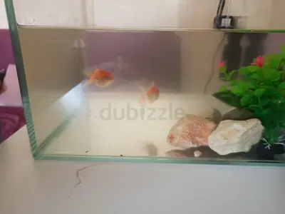 Fish aquarium