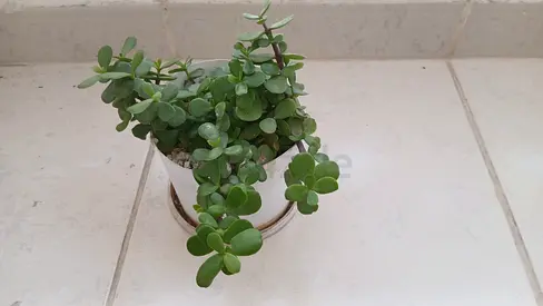 Small Jade/Crassula Succulent in Pot - Healthy Live Plant