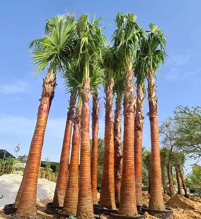 Palm Trees