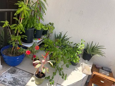 10 Medium potted outdoor garden tree — healthy, easy-care
