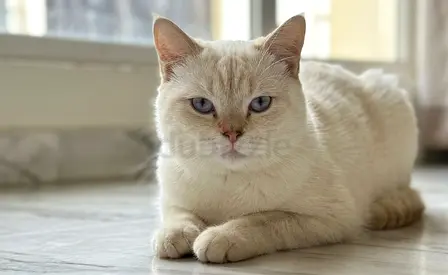 Friendly cream white British Shorthair mix looking for a new home - female 10 months old