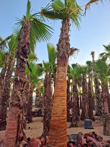 Washingtonia palm trees for Sale
