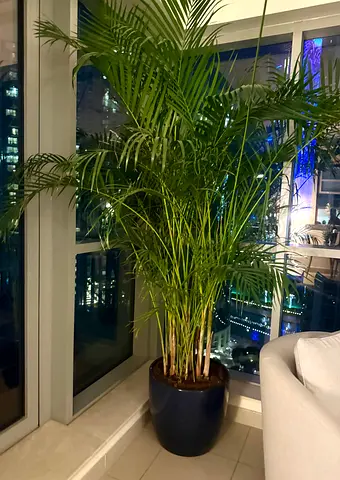 Moving Out Sale: Large Decorative Indoor real Plants with Premium Pots