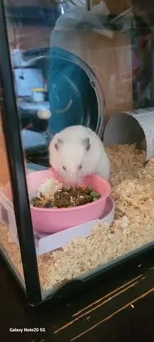 hamster