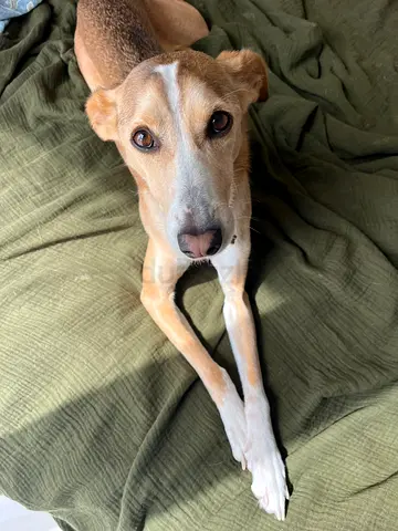 Mixed dog for adoption