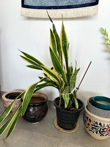 Snake Plant - Indoor