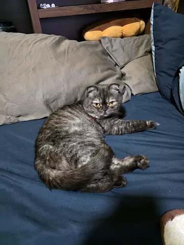 Male cat rehoming - scottish fold - updated vaccine, not castrated, loves cuddles