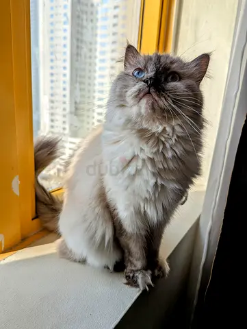 cat