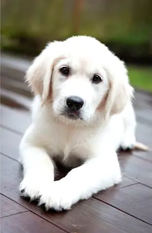 Dogs