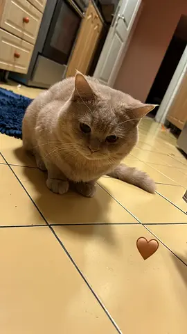 Friendly cream British Shorthair looking for a new home
