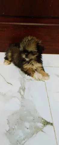 Shitzu puppy for mew home