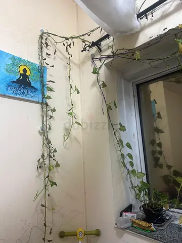 Money plant