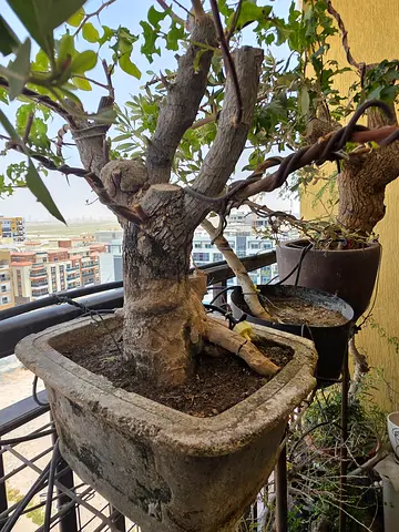 Bonsai