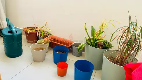 Mixed set of indoor plant pots and watering can - assorted sizes