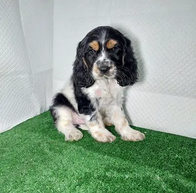 Cocker Spaniel puppy Looking for a new Home