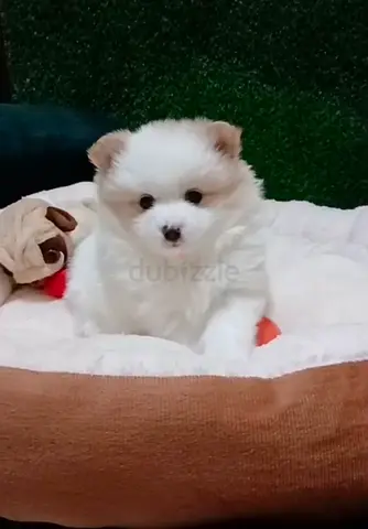 Pom
